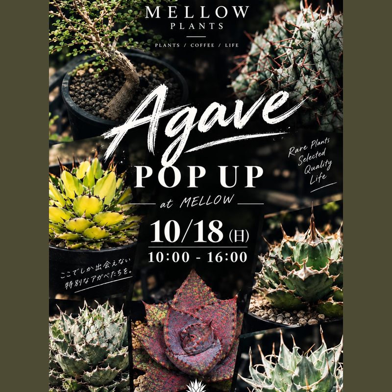 AGAVE POP UP(MELLOW PLANTS)