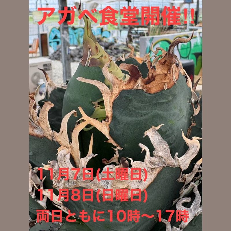秋のアガベ食堂