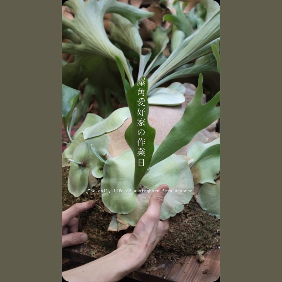 麋角植物作業室