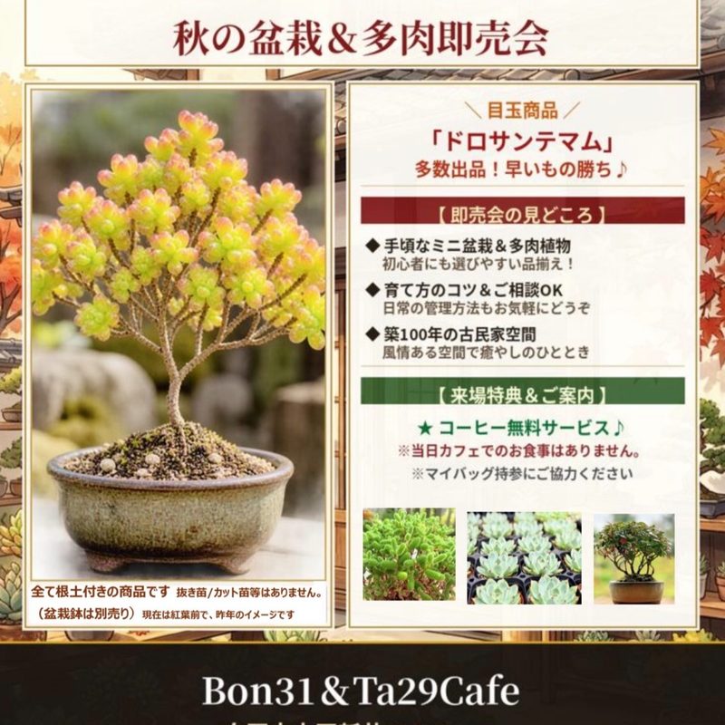 秋の盆栽＆多肉 即売会（Bon31＆Ta29Cafe）