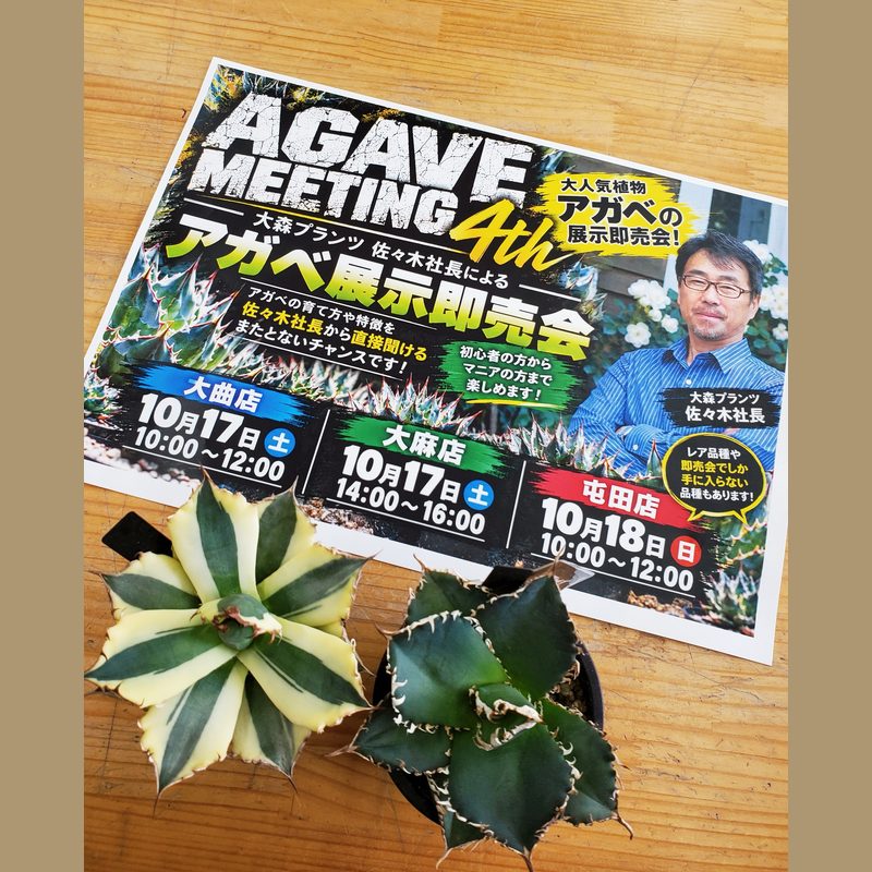アガベ展示即売会（ジョイフルエーケー屯田店）