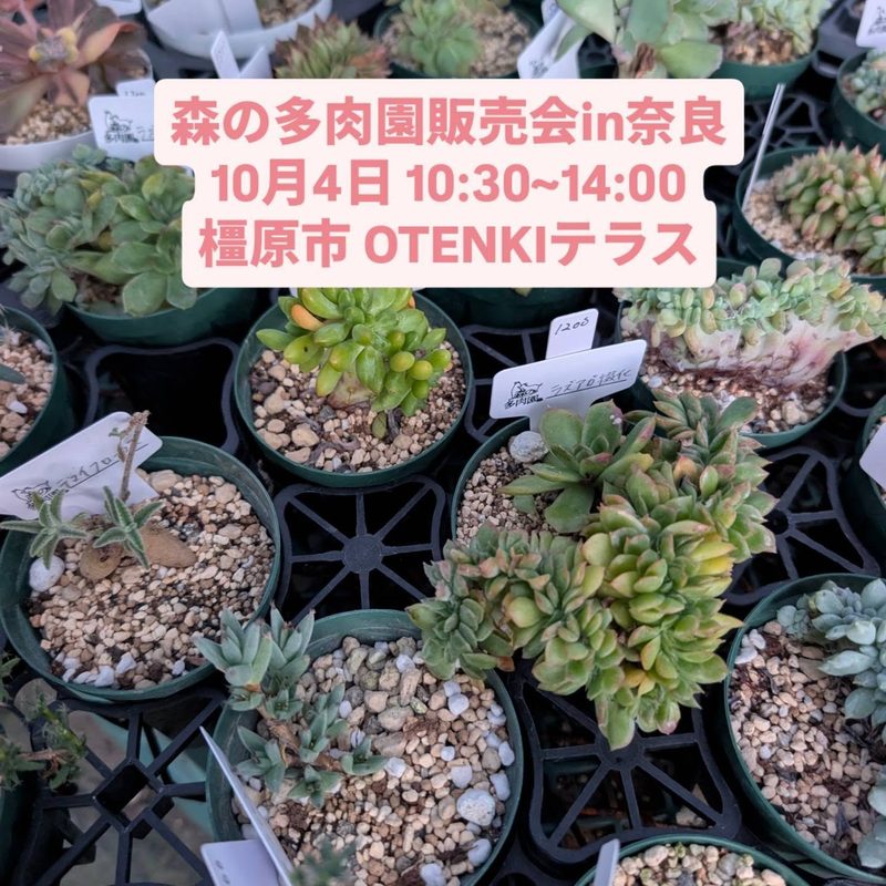 森の多肉園販売会 in 奈良