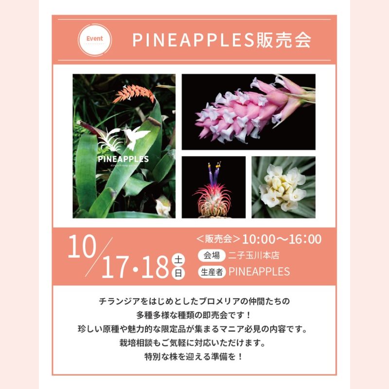 PINE APPLES チランジア・ブロメリア即売会(プロトリーフ二子玉川本店)