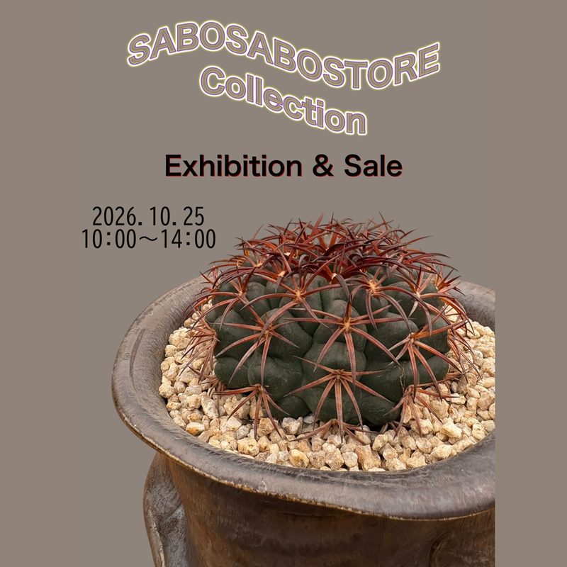 SABOSABOSTORE Collection Exhibition & Sale
