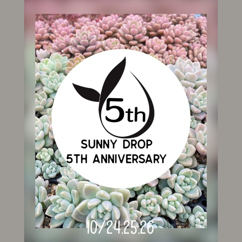 sunny drop 5th Anniversary 感謝祭