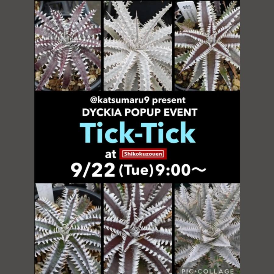 Tick-Tick（チクチク）ディッキアPOPUP