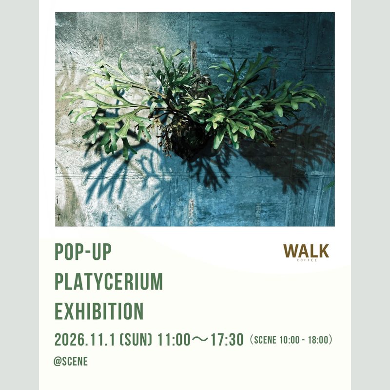 WALK COFFEE PLATYCERIUM EXHIBITION（scene・長岡）