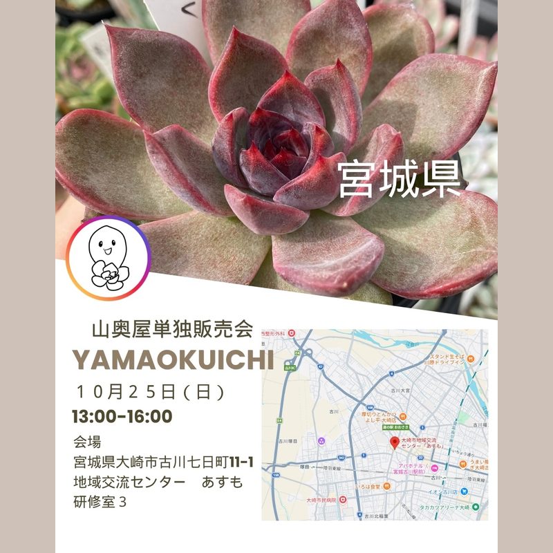 山奥屋の多肉 単独販売会 in 大崎